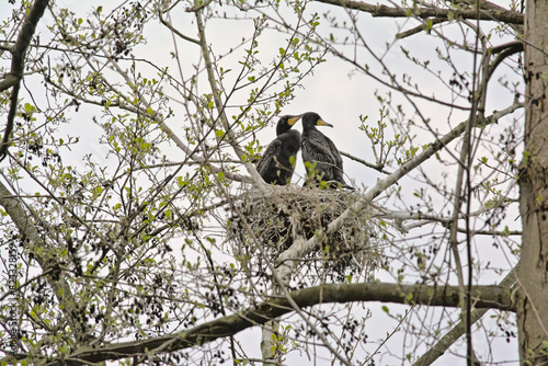 Couple of cormorants sitting in the nest in a tree with sprouting spring leafs on a cloudy sky in Blaasveldbroek nature reserve, Willebroek, Belgium - Phalacrocoracidae  photo