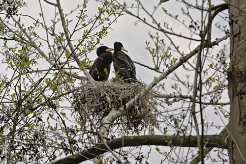 Couple of cormorants sitting in the nest in a tree with sprouting spring leafs on a cloudy sky in Blaasveldbroek nature reserve, Willebroek, Belgium - Phalacrocoracidae 