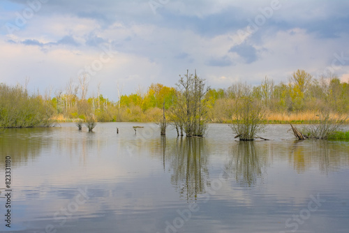 . Lake with fresh green spring trees, shrubs, reed and cloudy sky reflecting in the water in Het Broek nature reserve, Willebroek, Flanders, Belgium photo