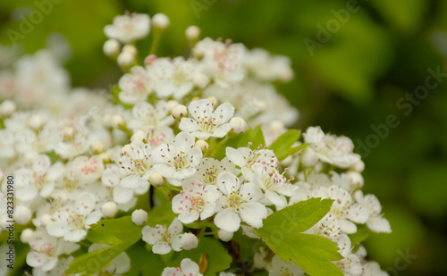 Bright white hawthorn blossoms in spring - crataegus