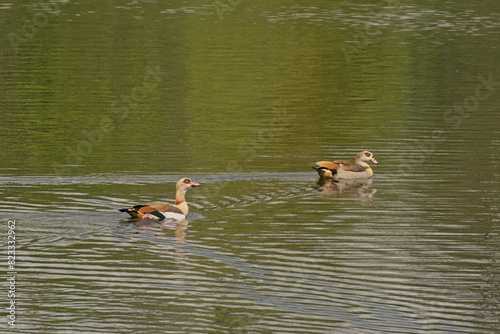 Couple of egeyptian geese in the water - Alopochen aegyptiaca 