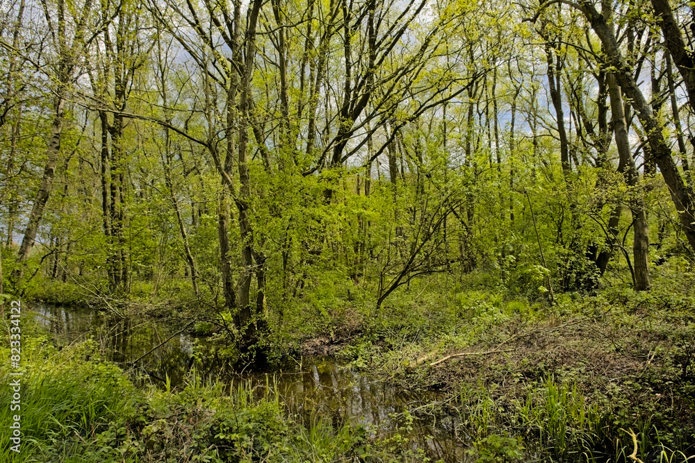 Fresh green spring trees in the woods of Het Broek nature reserve, Willebroek, Flanders, Belgium Fresh green spring trees in the woods of Het Broek nature reserve, Willebroek, Flanders, Belgium