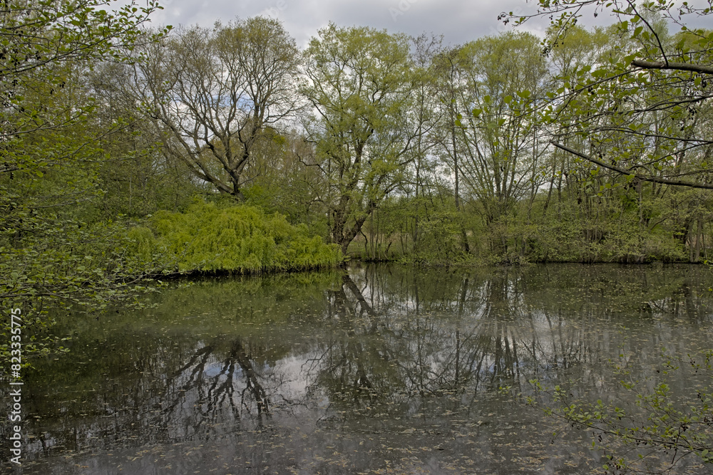 . Fresh green spring trees reflecting in the water of a lake in the woods of Het Broek nature reserve, Willebroek, Flanders, Belgium
. Fresh green spring trees reflecting in the water of a lake in the woods of Het Broek nature reserve, Willebroek, Flanders, Belgium