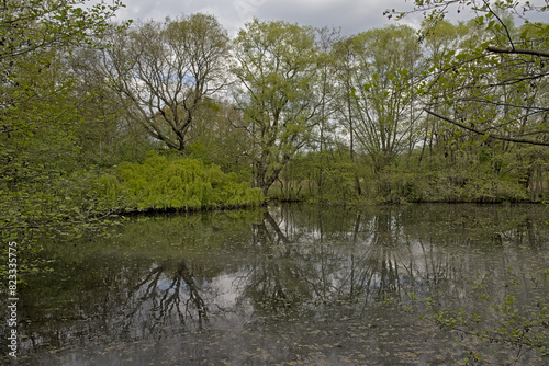 . Fresh green spring trees reflecting in the water of a lake in the woods of Het Broek nature reserve, Willebroek, Flanders, Belgium
