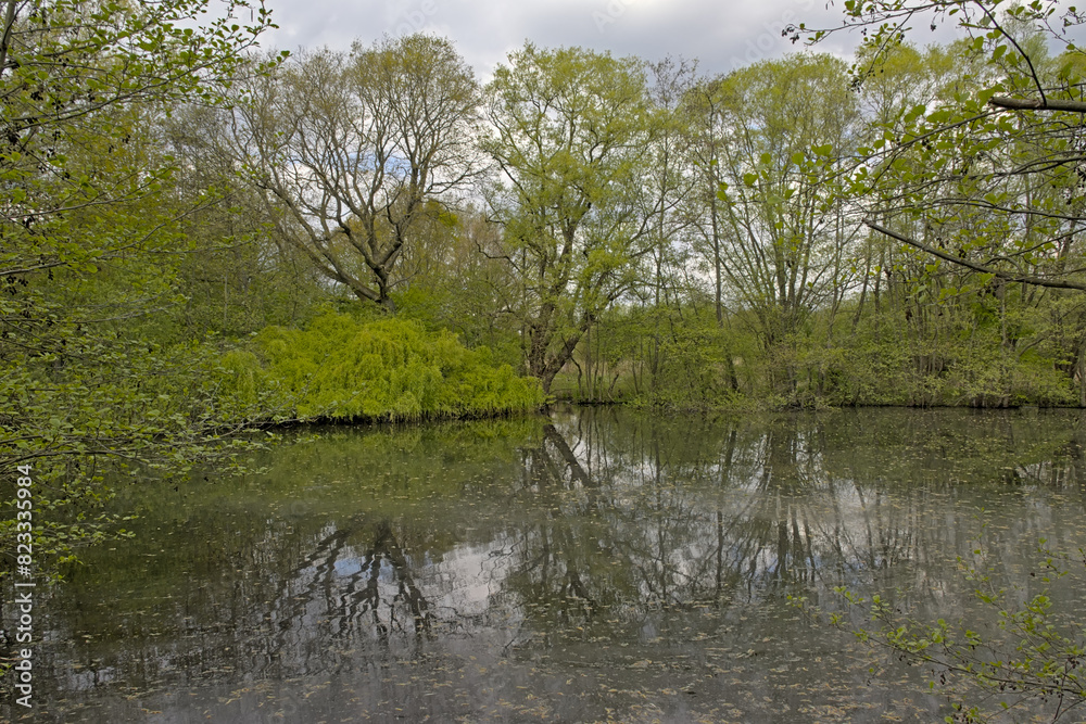 Fresh green spring trees reflecting in the water of a lake in the woods of Het Broek nature reserve, Willebroek, Flanders, Belgium
Fresh green spring trees reflecting in the water of a lake in the woods of Het Broek nature reserve, Willebroek, Flanders, Belgium