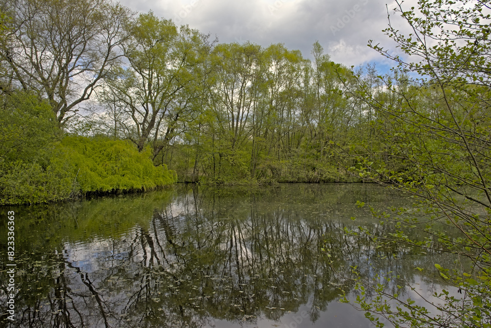 . Fresh green spring trees reflecting in the water of a lake in the woods of Het Broek nature reserve, Willebroek, Flanders, Belgium
