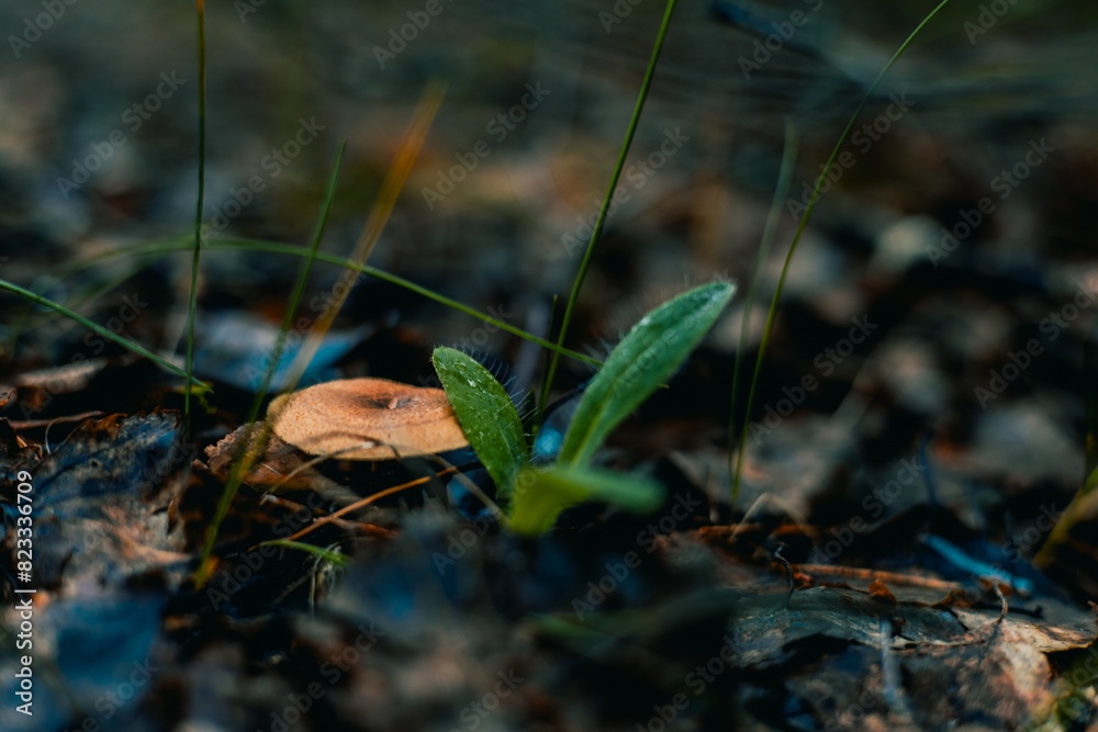 A small poisonous mushroom grows in forest soil. A mushroom cap appeared from the leaves and needles in the forest ground. A beautiful little mushroom grows in the forest. A small poisonous mushroom grows in forest soil. A mushroom cap appeared from the leaves and needles in the forest ground. A beautiful little mushroom grows in the forest.