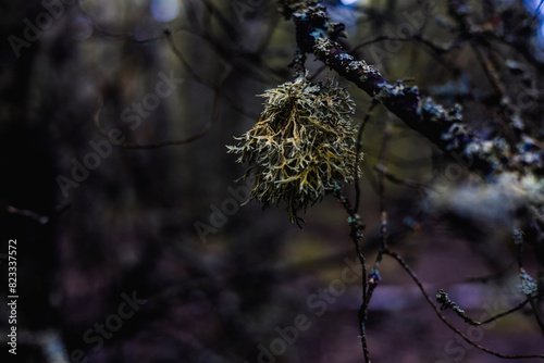 Close-up of a colony of fuzzy fruticose lichen on a tree branch in the forest. The lichen has grown on a tree branch and hangs from it like a lush bush. Gray bushy lichen on a branch in the forest.