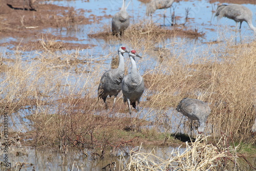 Sandhill cranes on a beach near water grazing in grass and sand photo