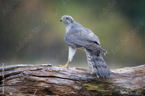 A hawk on a branch during falling rain on a colorful autumn background