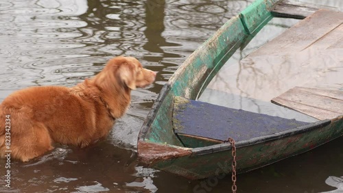 Red Dog Nova Scotia Tolling Retriever Leaping into flooded Boat from Water. 