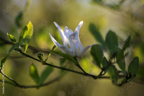 Blooming Magnolia Stellata