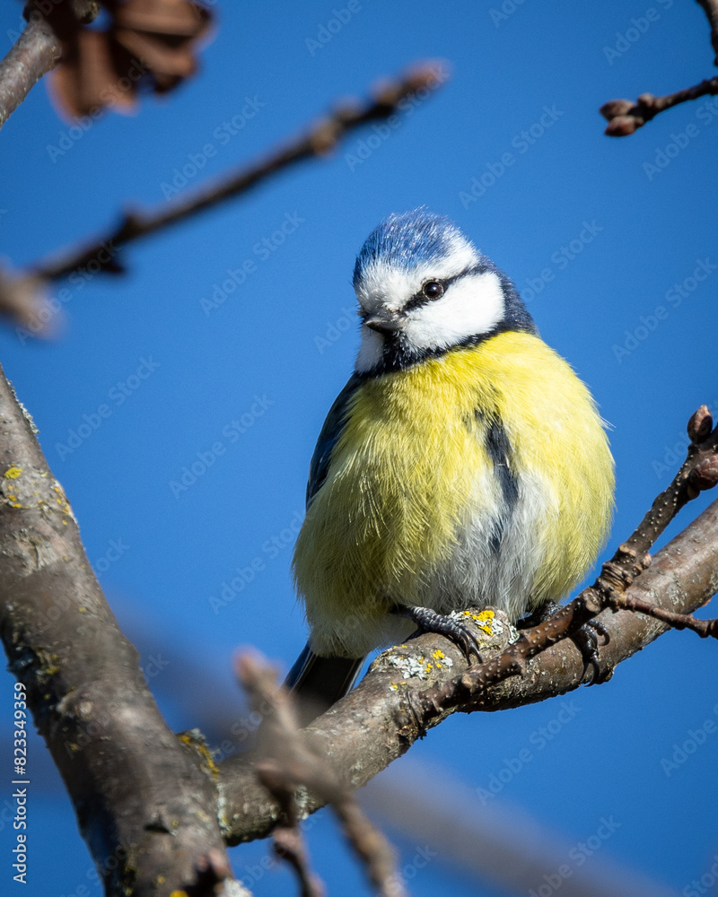 Obraz premium the bird is sitting on a tree limb in a sunny day