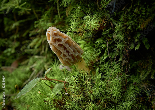 High value edible mushroom, the morel (Morchella sp.), likely M. elata or M. conica photo