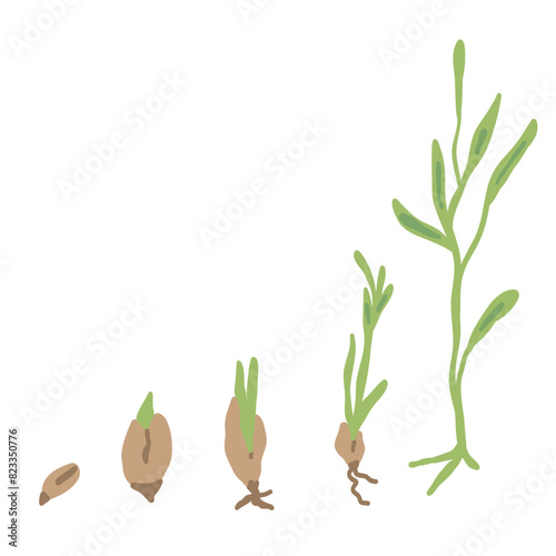 Grow your own growing plant infographic flat design plants from seed