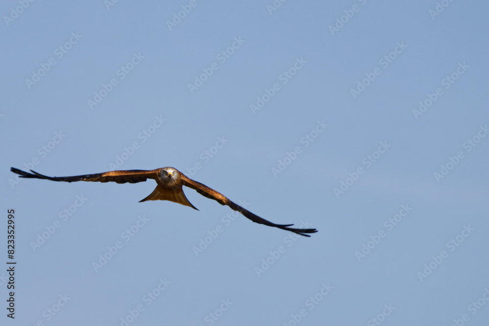 Red kite (Milvus milvus) flying against a clear blue sky Red kite (Milvus milvus) flying against a clear blue sky