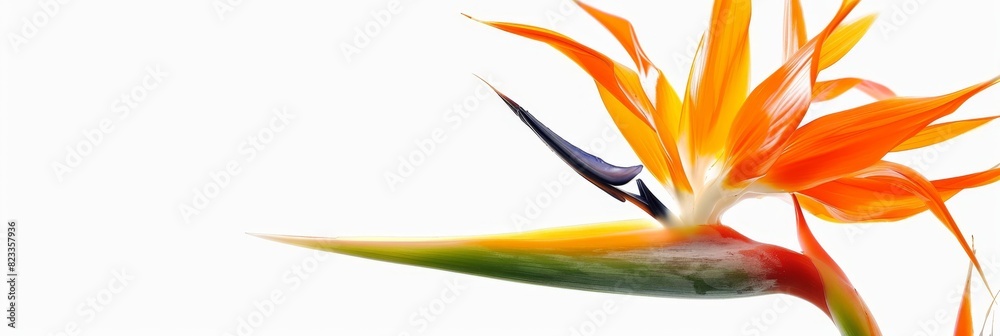 Fototapeta premium Bird of Paradise Tropical Flower Isolated, Strelitzia Bloom, Orange Exotic Bird Head Flower on White