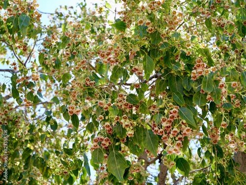 Flowering kurrajong (Brachychiton populneus), found naturally in Australia, introduced as an ornamental tree to South Africa, Louisiana, California, Arizona and Mediterranean countries. Spain photo