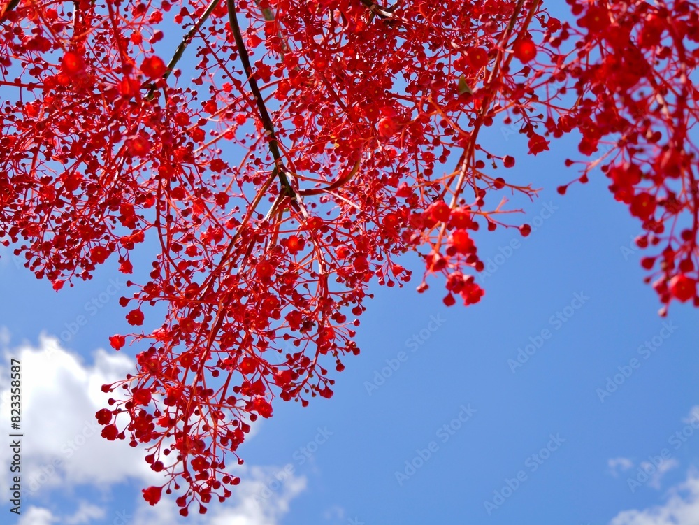 Flowering flame tree, Illawarra flame tree, lacebark tree, or kurrajong (Brachychiton acerifolius), Spain Flowering flame tree, Illawarra flame tree, lacebark tree, or kurrajong (Brachychiton acerifolius), Spain