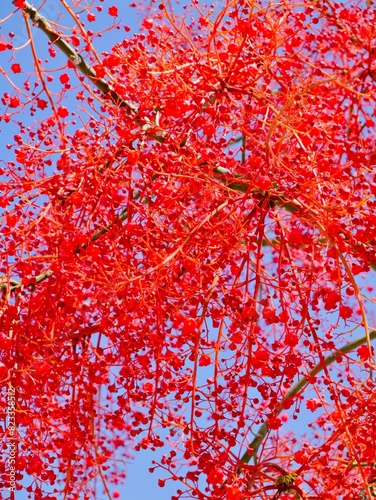 Flowering flame tree, Illawarra flame tree, lacebark tree, or  kurrajong (Brachychiton acerifolius), Spain photo