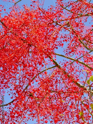 Flowering flame tree, Illawarra flame tree, lacebark tree, or  kurrajong (Brachychiton acerifolius), Spain photo