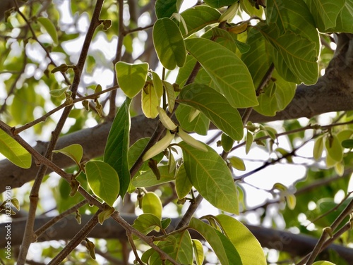 Flowers of cherimoya (Annona cherimola), chirimoya, chirimuya or custard apple. Spain photo