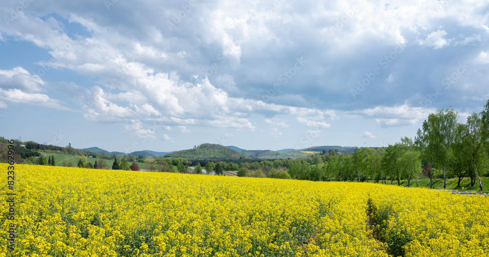 rapeseed field in german sauerland under cloudy sky in spring