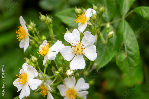 Cherokee rose  Rosa laevigata  flowers. Rosaceae evergreen vine shrub. Five-petaled white flowers bloom from April to May. Fruits are herbal medicines.