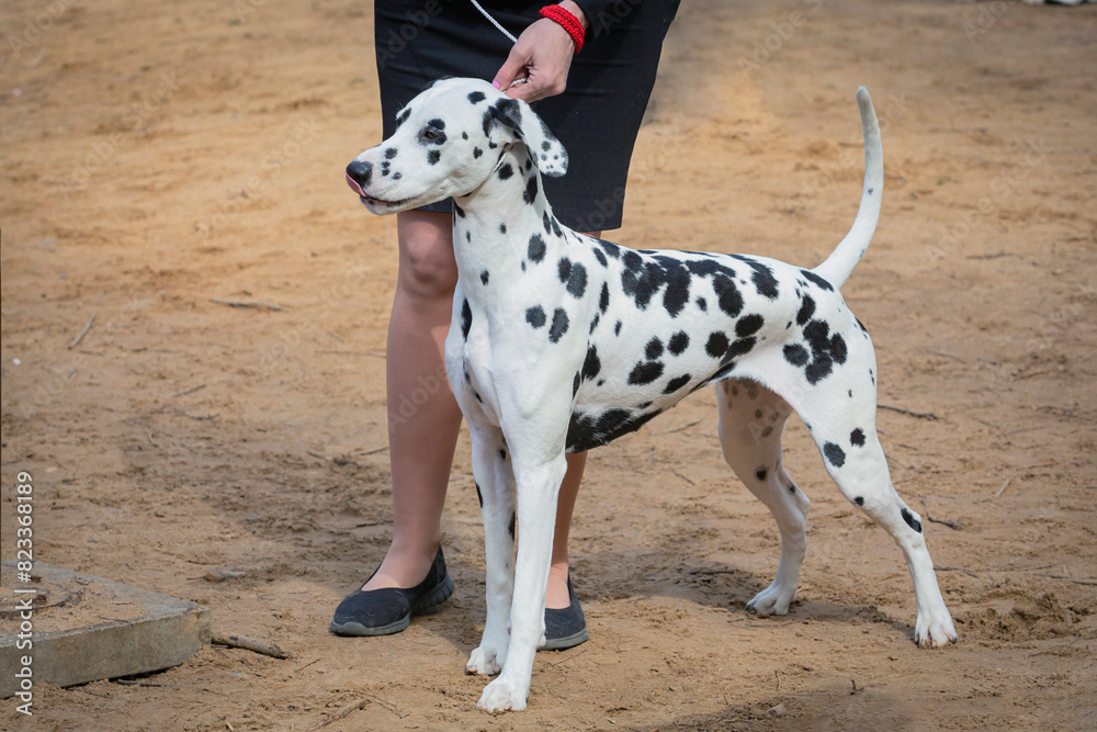 Handler shows a dog of The Dalmatian breed at a dog show Handler shows a dog of The Dalmatian breed at a dog show