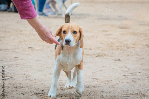 A young Beagle dog on a walk through a sandy field.