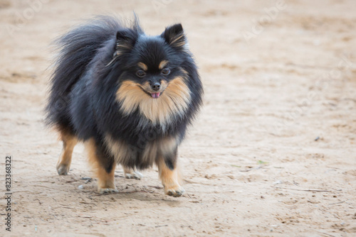 A Pomeranian dog on a walk through a sandy field