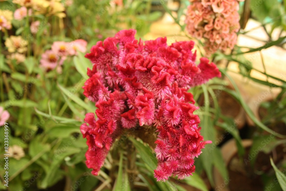 Close-up shot of a Celosia flower surrounded by lush greenery Close-up shot of a Celosia flower surrounded by lush greenery