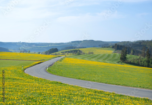 spring countryside of german sauerland with blooming fields of dandelions