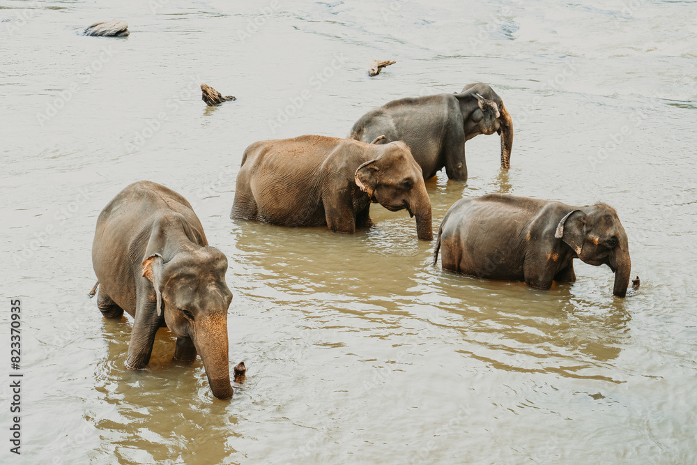 Asian elephants bathing in the river in Pinnawala, Sri Lanka Asian elephants bathing in the river in Pinnawala, Sri Lanka
