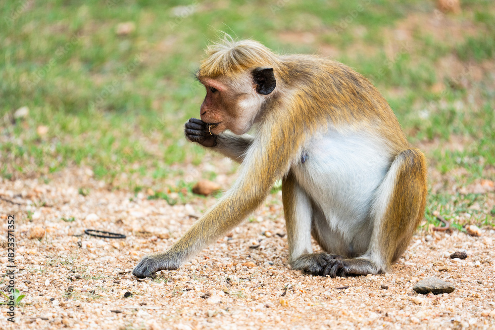 Fototapeta premium monkey portrait in sri lanka