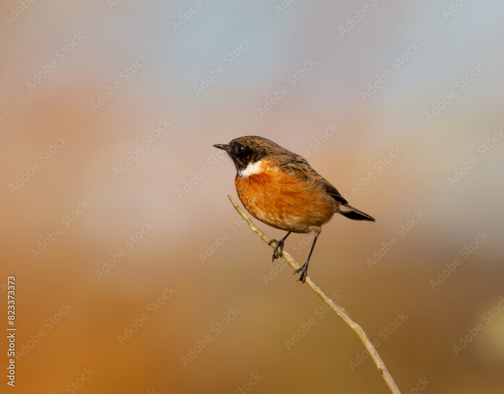 Closeup of a European Robin perched on a branch Closeup of a European Robin perched on a branch
