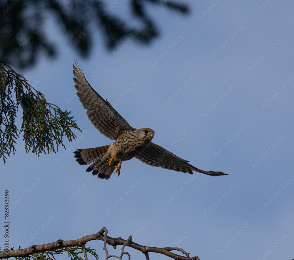 Fototapeta premium Closeup of a common kestrel (Falco tinnunculus) flying near a tree