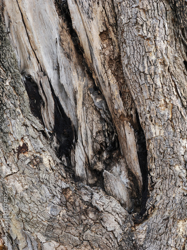 Tree bark texture detail macro photography