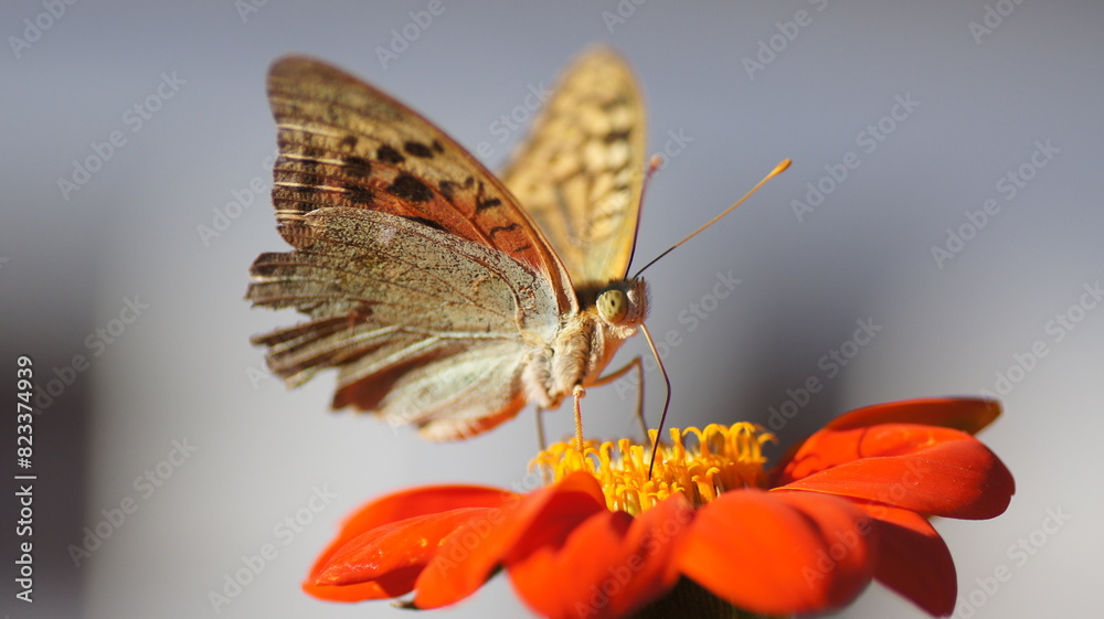 Close-up of a Mother of pearl pandora (Argynnis pandora) butterfly perched on a flower Close-up of a Mother of pearl pandora (Argynnis pandora) butterfly perched on a flower