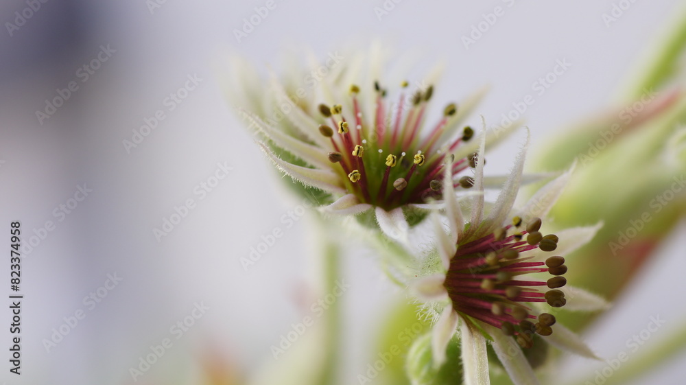 Close-up of white flowers against a white background Close-up of white flowers against a white background