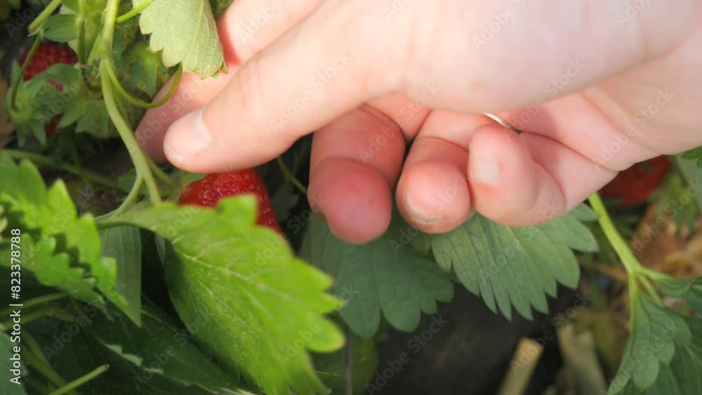 Several red ripe strawberries. Harvest in the field. Man's hands picking ripe red strawberries in slow motion close-up top view Several red ripe strawberries. Harvest in the field. Man's hands picking ripe red strawberries in slow motion close-up top view