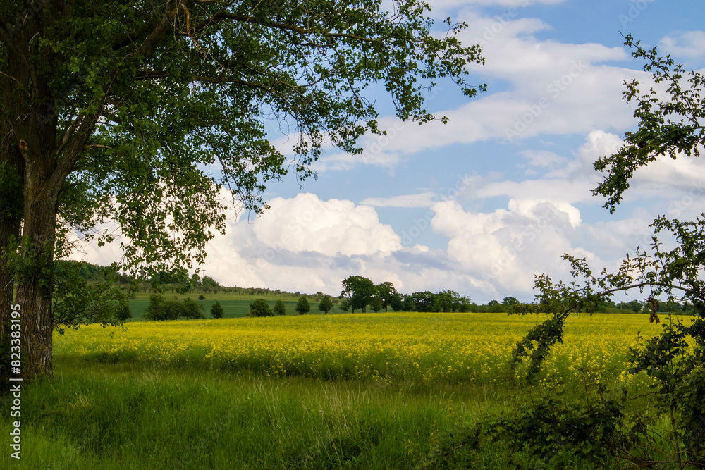 Landscape with cloudy sky above rape field Landscape with cloudy sky above rape field