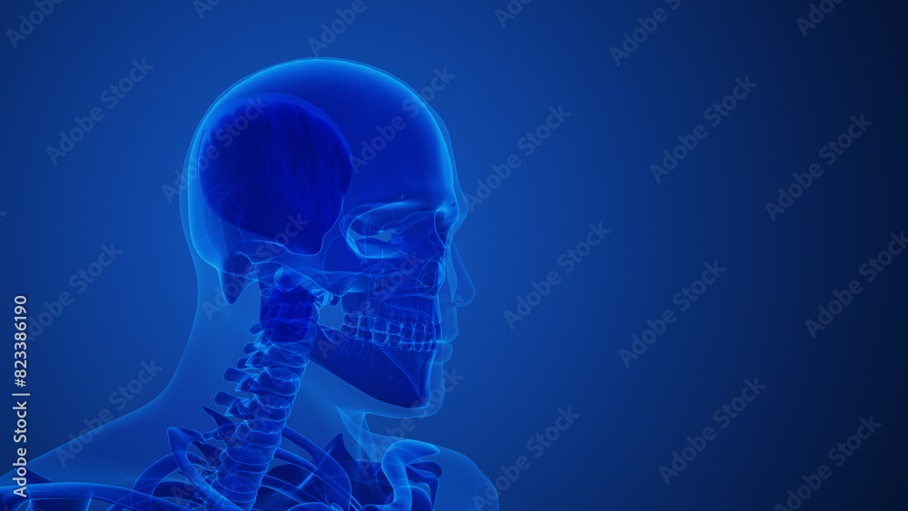 Human Body Muscular System Jaw Muscles Human Body Muscular System Jaw Muscles