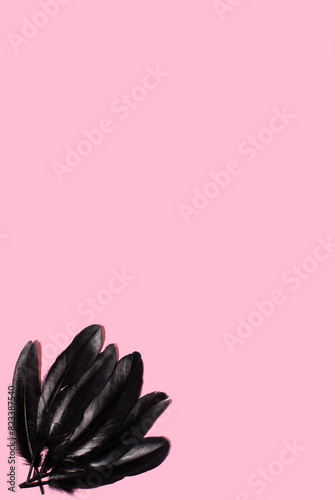 Black bird feather on pink background. MInimal concept with copy space.