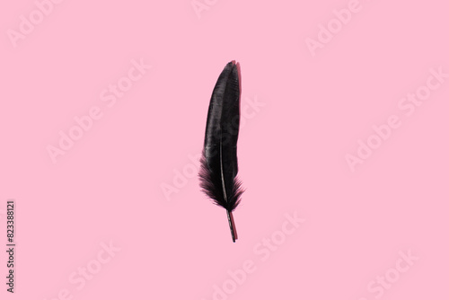 Black bird feather on pink background. MInimal concept
