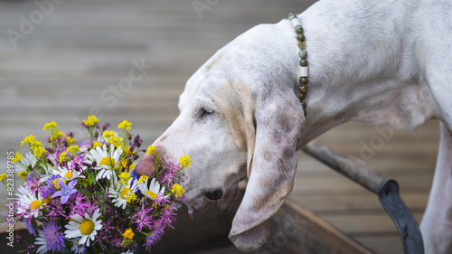 A white dog (porcelaine hound) sniffing on an arrangement of colorful wild flowers on a wooden tablet