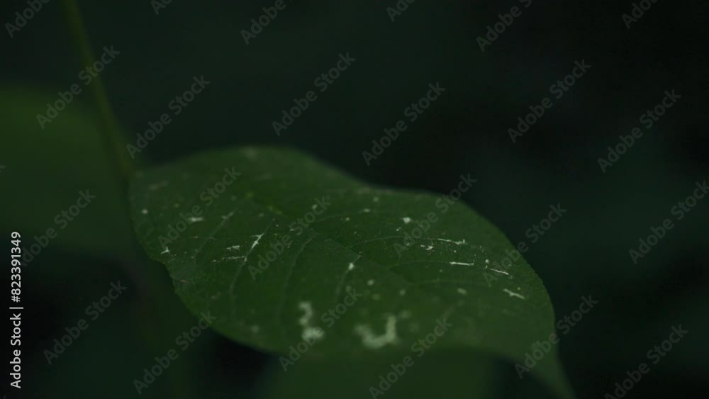 In the frame of a smoothly sliding camera there is a green leaf of a plant swaying in the wind. The background consists of stems of forest plants, creating a green atmosphere on a summer day In the frame of a smoothly sliding camera there is a green leaf of a plant swaying in the wind. The background consists of stems of forest plants, creating a green atmosphere on a summer day