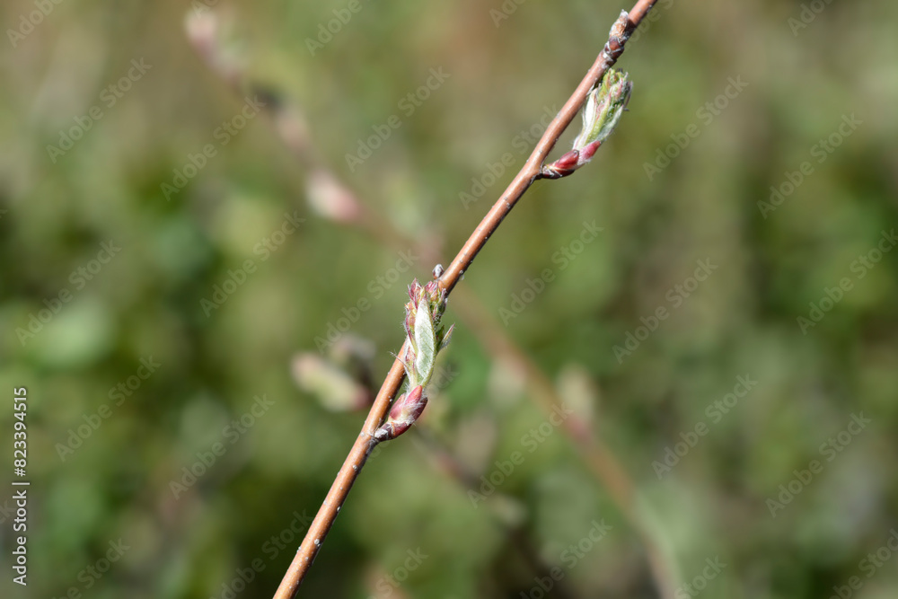 Fototapeta premium Alder-leaved serviceberry Sleyt branch with new leaves