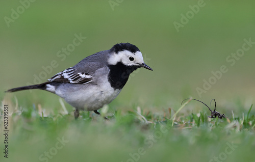 Portrait of an adult white wagtail (Motacilla alba) on a grass field. Beautiful and cute garden bird looking for insects in the wild. Background image of a tiny european black and white bird. © Fernando