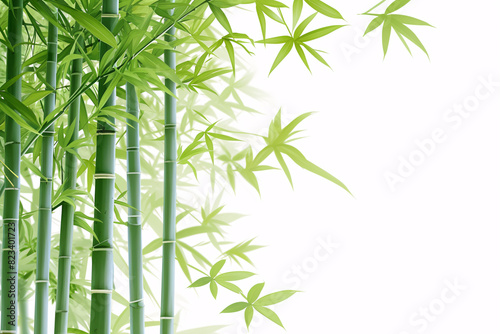 Green bamboo stalks with delicate leaves against a white background